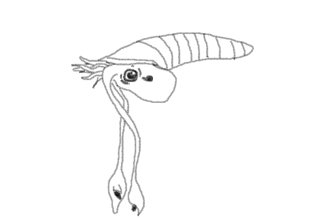 Cephalopod.png