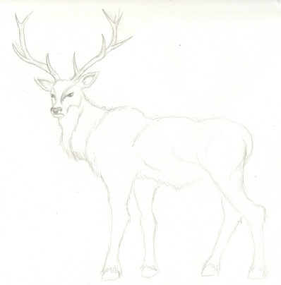 Stag